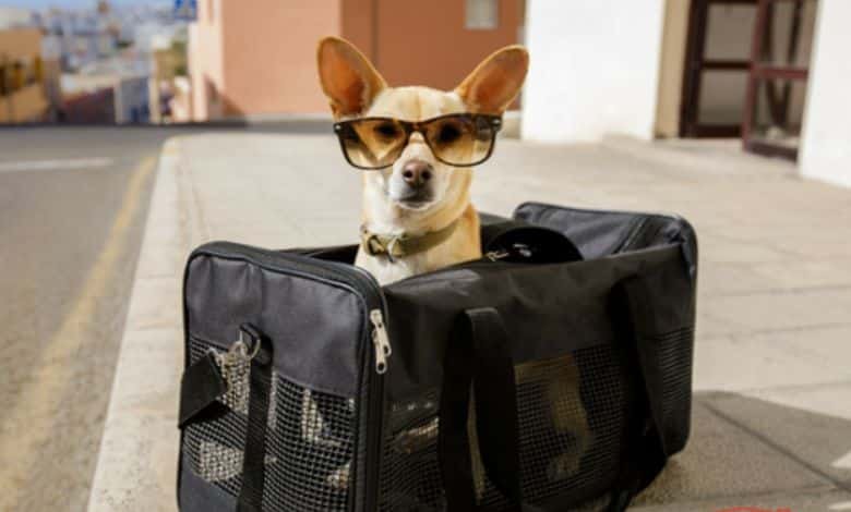 moving pets across country