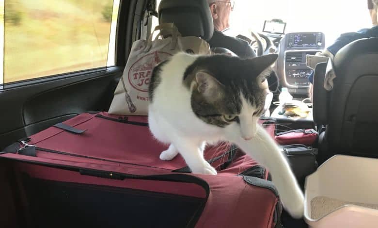 moving pets across country