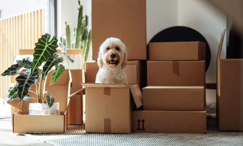 moving house affect your dog