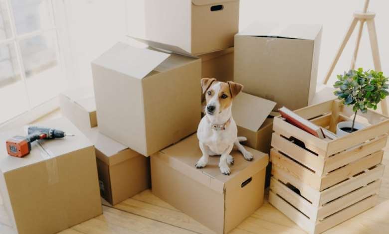 moving house affect your dog