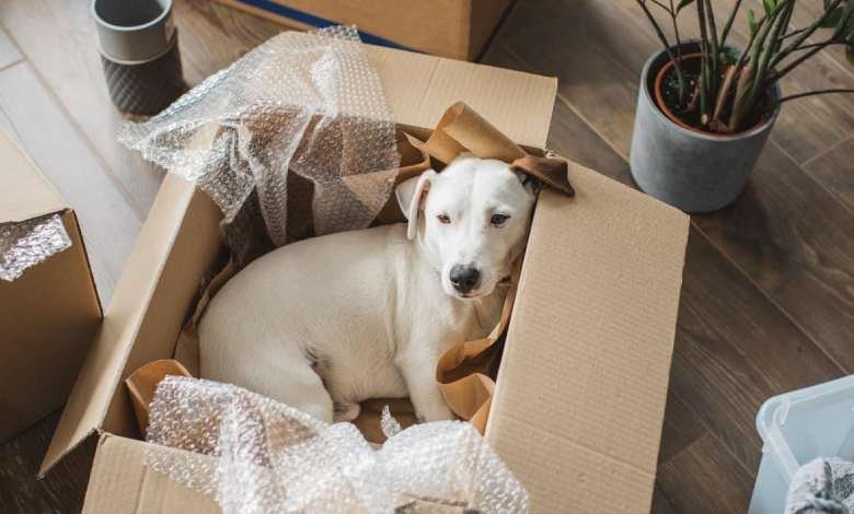 moving house affect your dog